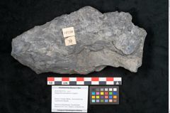 Foto (Objekt + Etikett) von Noeggerathia palmaeformis Goeppert (NHMW-GEO-2024-0188-10730)